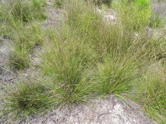 Schoenus calostachyus