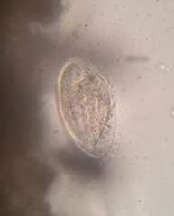 Phacodinium