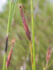Schoenus calostachyus