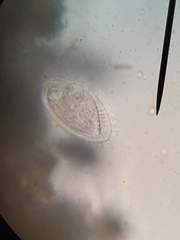 Phacodinium