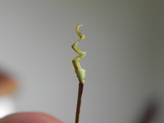 Schoenus calostachyus