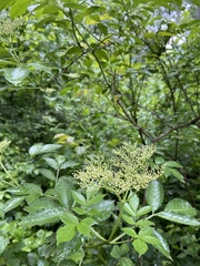 Sambucus nigra