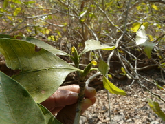 Gardenia resinifera