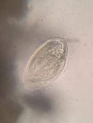 Phacodinium