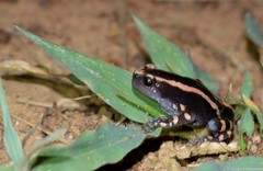 Phrynomantis bifasciatus