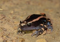 Phrynomantis bifasciatus