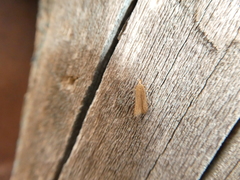 Xystophora pulveratella