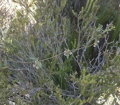 Astephanus triflorus