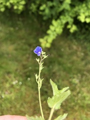 Veronica chamaedrys