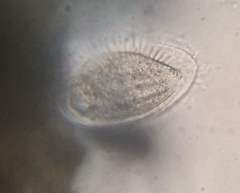 Phacodinium