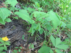 Polygonatum involucratum