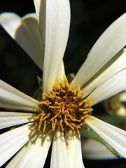 Dolichoglottis scorzoneroides