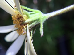 Dolichoglottis scorzoneroides
