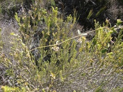 Astephanus triflorus