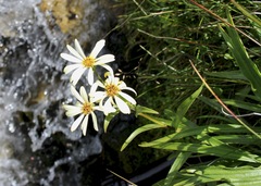 Dolichoglottis scorzoneroides