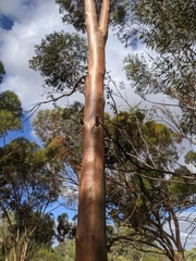 Eucalyptus salmonophloia