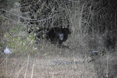 Melursus ursinus ursinus