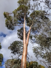 Eucalyptus salmonophloia