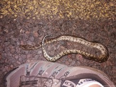 Python natalensis