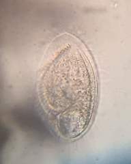 Phacodinium