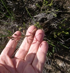 Bulbine triebneri