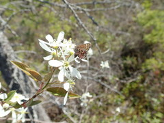 Callophrys lanoraieensis