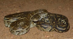 Python natalensis