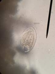 Phacodinium