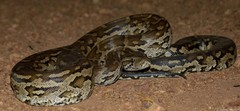 Python natalensis