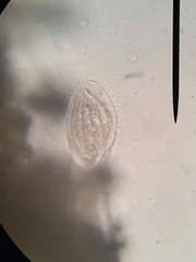Phacodinium