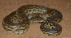 Python natalensis