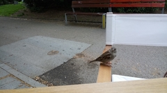 Passer domesticus
