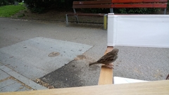 Passer domesticus