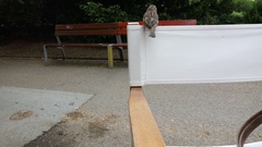 Passer domesticus