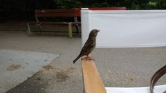 Passer domesticus