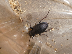 Carabus henningi