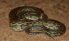 Python natalensis