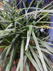 Ophiopogon jaburan