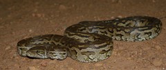 Python natalensis
