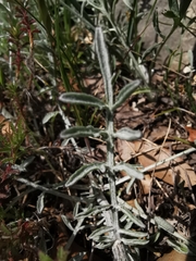 Centaurea paniculata