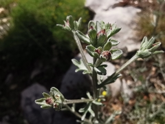 Centaurea paniculata