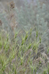 Aegilops biuncialis