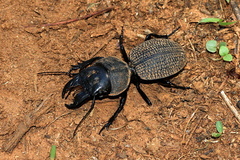 Crepidopterus