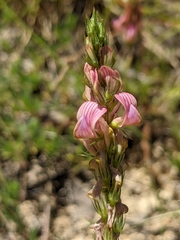 Onobrychis supina