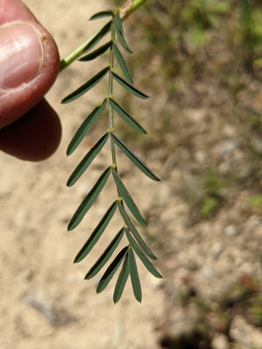 Image of Onobrychis supina by (c) Denis Bastianelli, some rights reserved (CC BY)