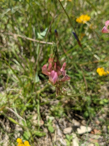 Image of Onobrychis supina by (c) Denis Bastianelli, some rights reserved (CC BY)
