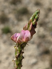 Onobrychis supina