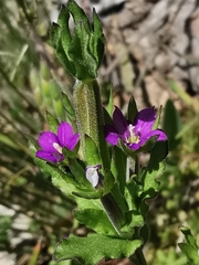 Legousia hybrida