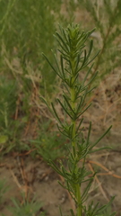 Artemisia scoparia