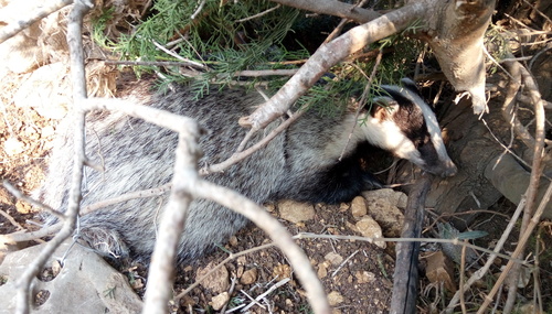 Southwest Asian Badger
